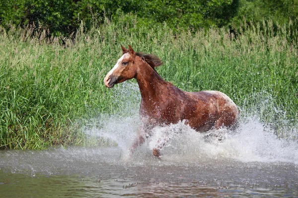 Belle Course Chevaux Appaloosa — Photo