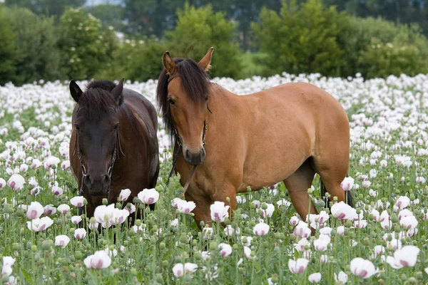 Retrato Dos Caballos Campo Amapola — Foto de Stock