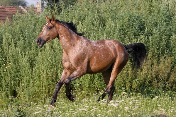 Vackra Appaloosa Häst Körs Ängen — Stockfoto