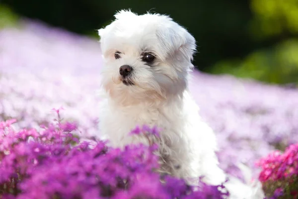 Porträtt Fina Unga Maltesiska Dog — Stockfoto