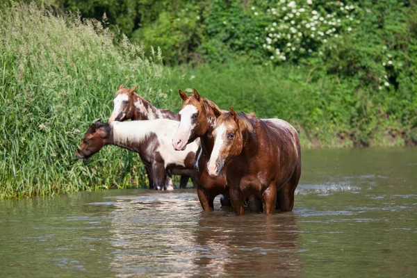 Herd Paint Horses Water — Stock Photo, Image