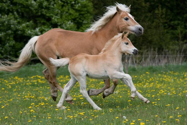 素敵な子馬を持つ実行中の Haflinger マーレ — ストック写真