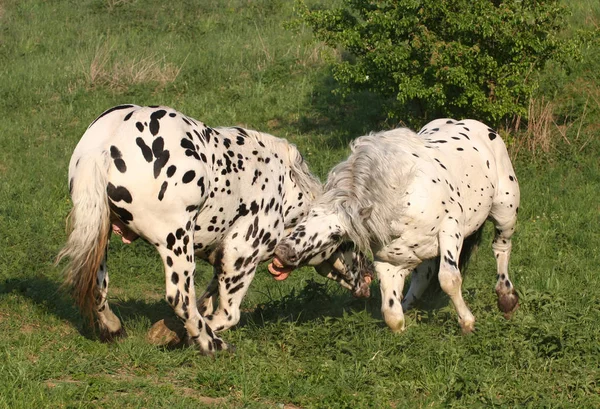 Dos Caballos Pelean Naturaleza Aire Libre — Foto de Stock