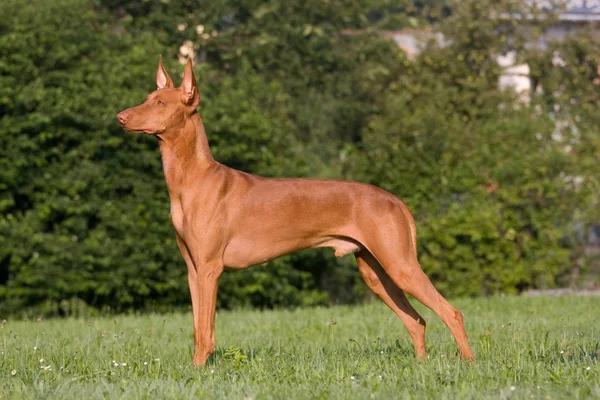 Portret Van Staande Hond Een Weide Farao Hound — Stockfoto