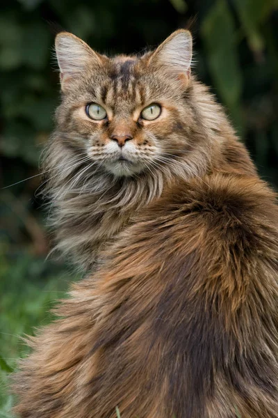 Porträt Der Schönen Katze Freien — Stockfoto