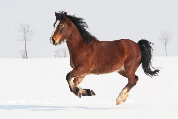 雪に覆われた牧草地を通してポニー Runing ウェールズのニース — ストック写真