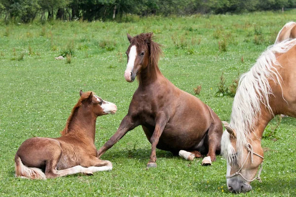 彼女の馬の母 ウェールズのポニー — ストック写真