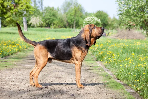 Güzel Kahverengi Spitz Portresi — Stok fotoğraf