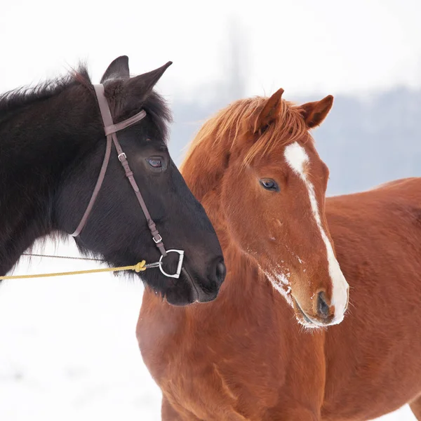 Portrait Two Horses Winter Landscape — Stock Photo, Image
