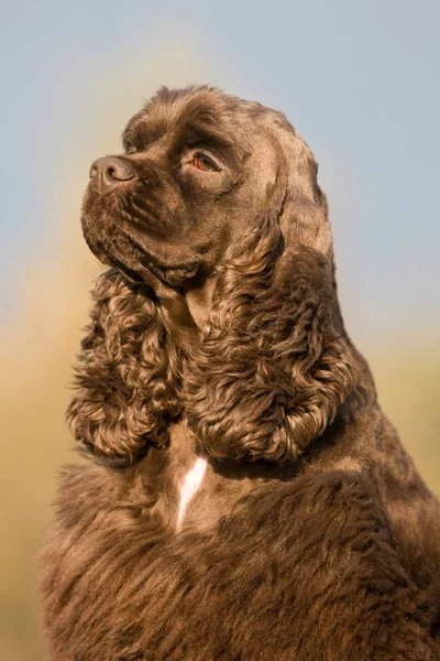 Retrato Outono Agradável Americano Cocker Spaniel — Fotografia de Stock