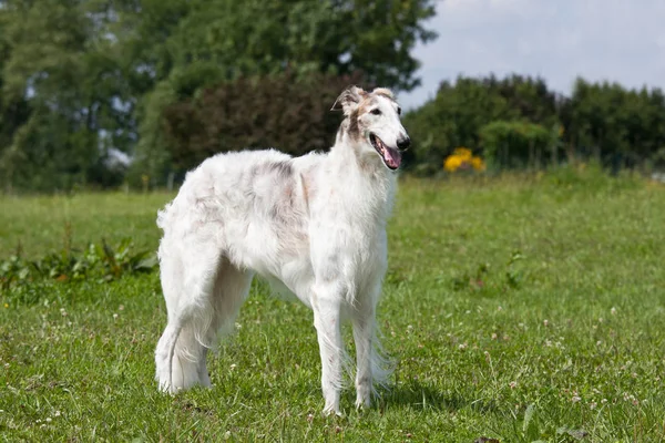 Porträtt Trevlig Hund Borzoi — Stockfoto