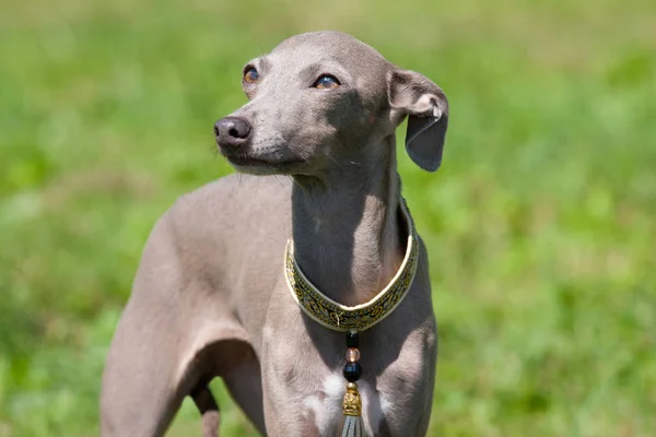 Retrato Bom Galgo Italiano — Fotografia de Stock