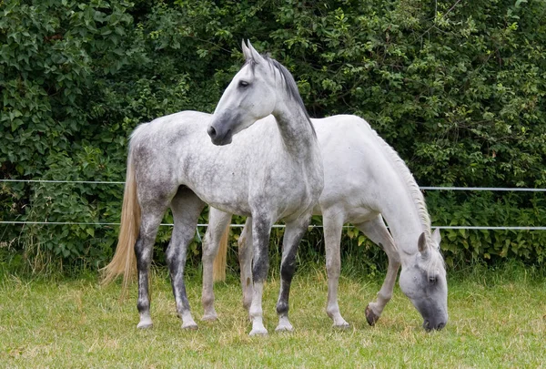 Två Fina Vita Hästar Hagen — Stockfoto