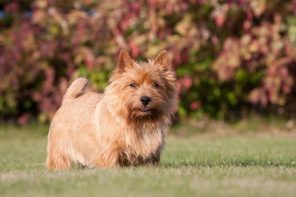 Porträt Eines Netten Norwich Terriers — Stockfoto