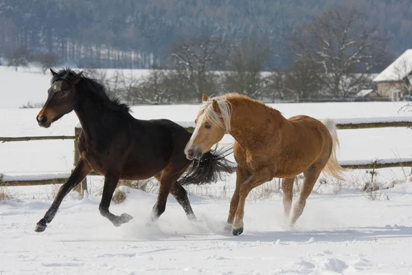 Two Horses Running Throught Snowy Landscape — Stock Photo, Image