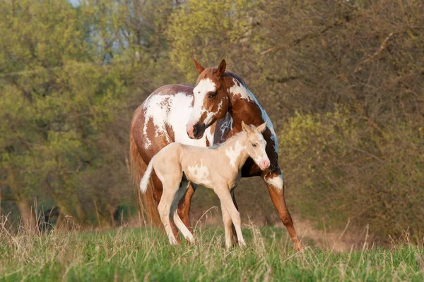 Portrait Nice Paint Horses — Stock Photo, Image