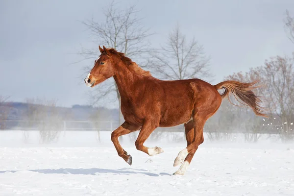 Horse running in winter landscape