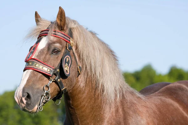 Portrét Pěkné Velké Koně Uzdou — Stock fotografie