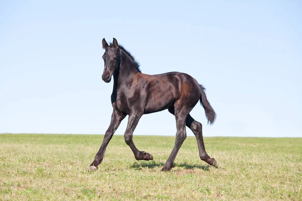 素敵な子馬 フリージアン馬の肖像画 — ストック写真