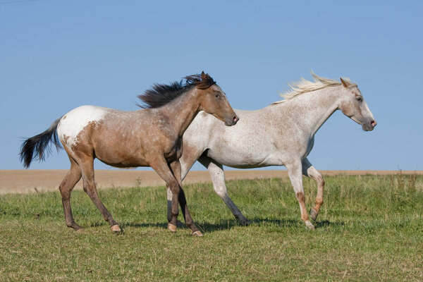 Two beautiful Appaloosa horses running on meadow