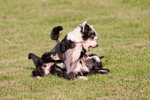 二人の若い犬は一緒に遊んで チャイニーズ クレステッドを — ストック写真