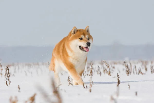Shiba Inu running through snowy landscape