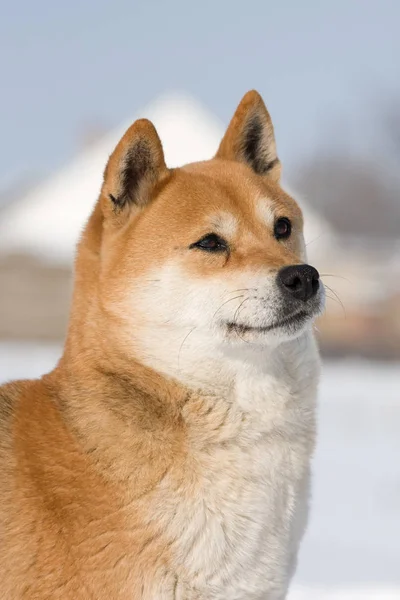 Portrét Shiba Inu — Stock fotografie