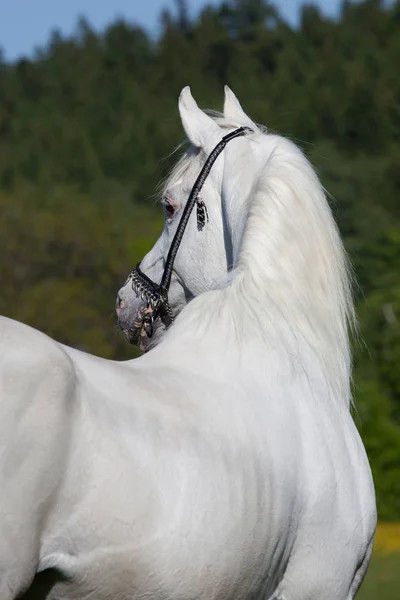 Mooie Arabische Hengst Poseren — Stockfoto