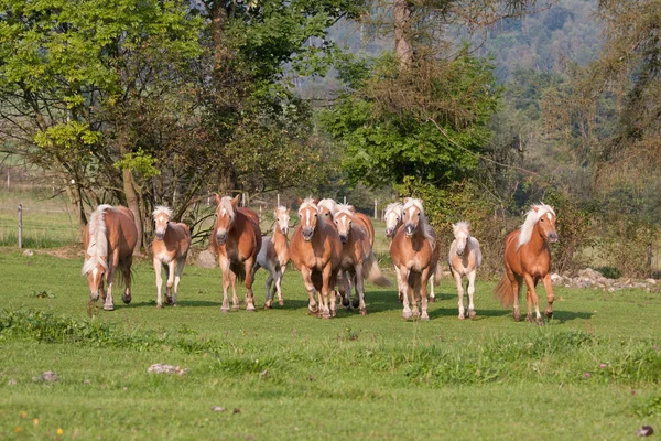 Kawanan Kuda Dengan Foals Berjalan Padang Rumput — Stok Foto