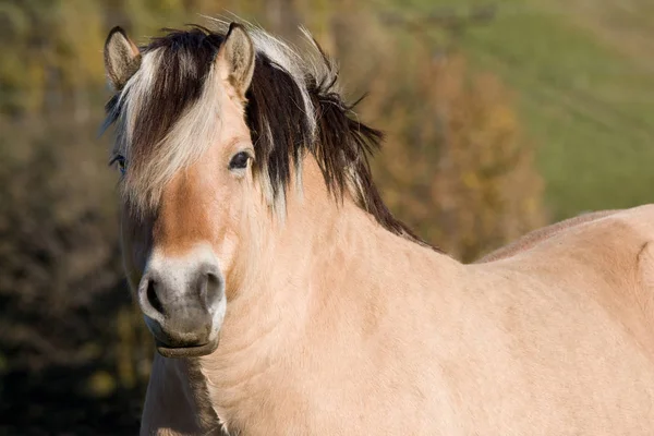 Portrét Nice Fjordu Pony — Stock fotografie