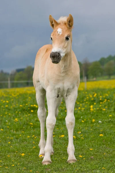 Ritratto Simpatico Puledro Pony Haflinger — Foto Stock