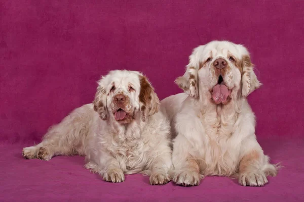 İki güzel clumber spaniel portresi
