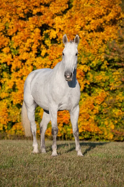 Portrét Nice White Horse — Stock fotografie