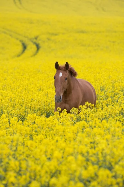 Correndo Cavalo Campo Colza — Fotografia de Stock