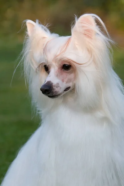 Retrato Belo Cão Crista Chinês — Fotografia de Stock