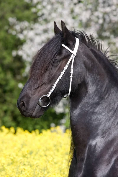 Retrato Cavalo Friesiano Agradável — Fotografia de Stock