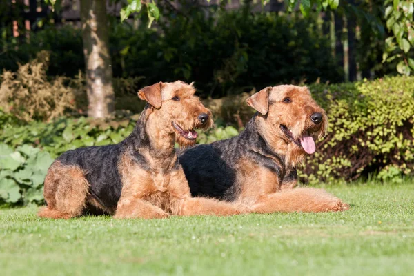 Portrait Two Nice Airedale Terrier — Stock Photo, Image