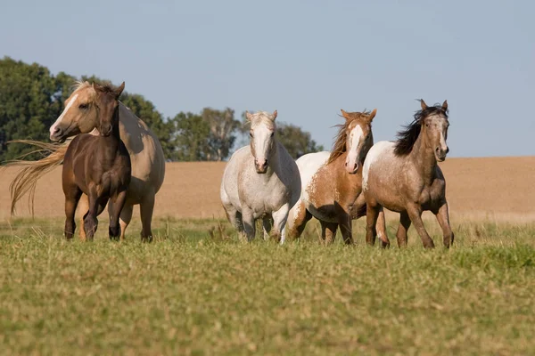 Čtyři Krásná Appaloosa Koně Běží Louce — Stock fotografie