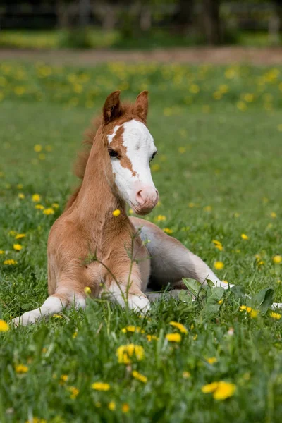 Liegendes Schönes Walisisches Pony Fohlen — Stockfoto