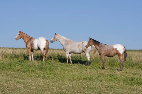 Piękny Appaloosa Konie Łące — Zdjęcie stockowe