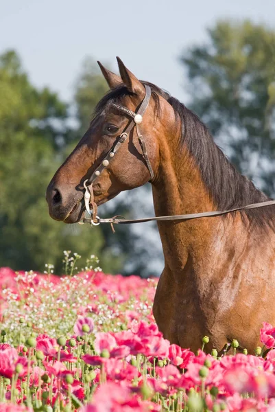 Portrait Beau Cheval Brun — Photo