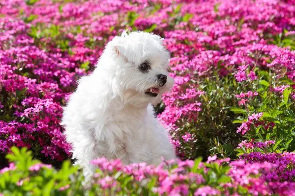 Portret Van Mooie Jonge Maltese Hond — Stockfoto