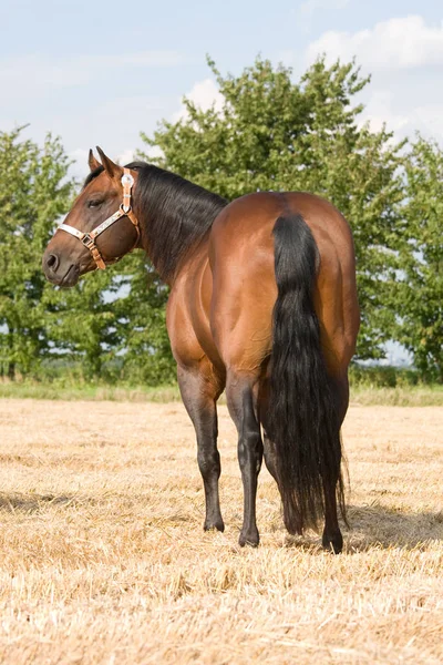 Schönes Braunes Pferd Posiert — Stockfoto