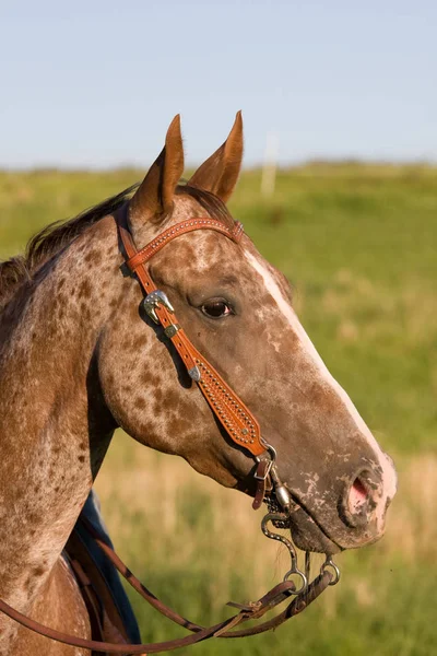 Head Nice Appaloosa Horse — Stock Photo, Image