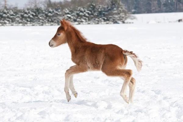自然で素敵な子馬 — ストック写真