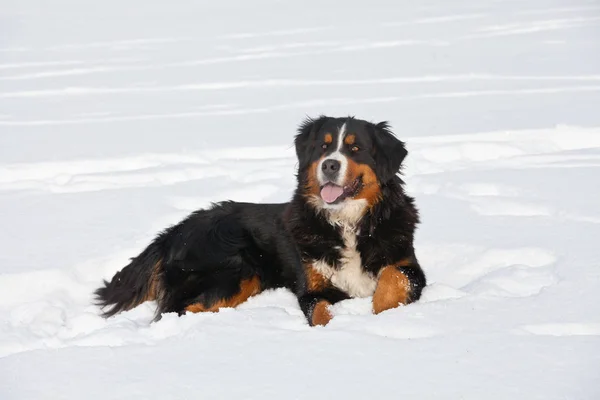 Retrato Belo Cão Montanha Bernês — Fotografia de Stock