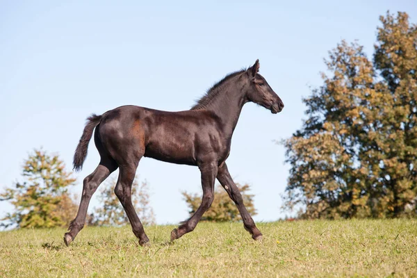 Portrét Nice Hříbě Fríský Kůň — Stock fotografie