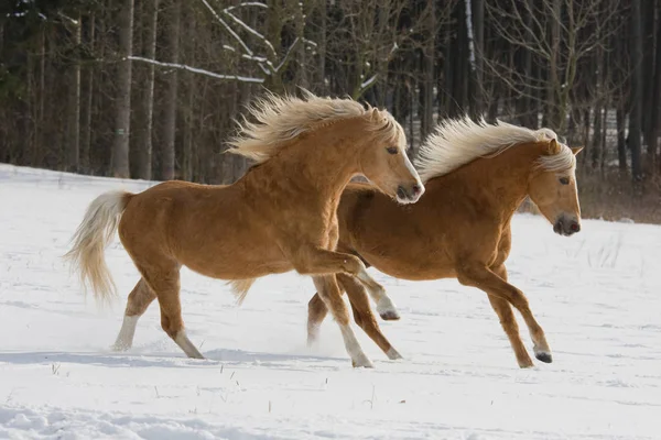 Two Horses Running Throught Snowy Landscape — Stock Photo, Image