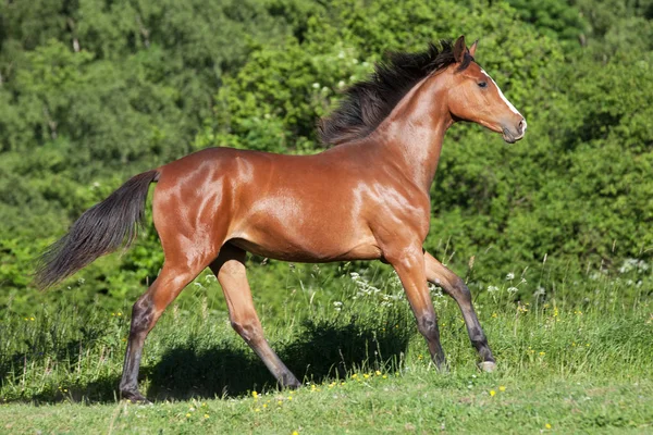 Porträtt Nice Hot Blooded Föl Running — Stockfoto