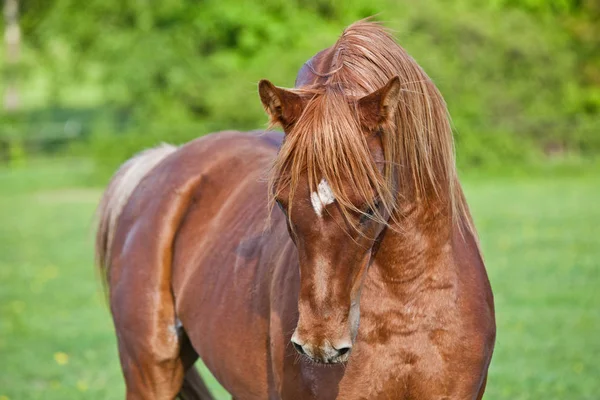 Porträt Eines Schönen Arabischen Pferdes — Stockfoto